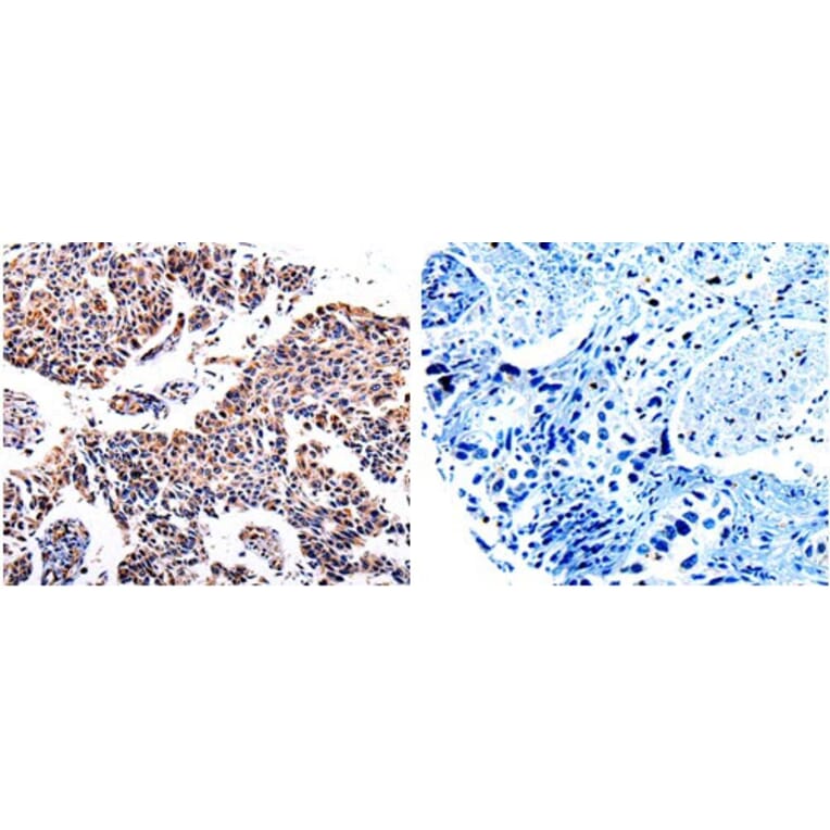 AKR1B1 Antibody from Signalway Antibody (31006) - Antibodies.com