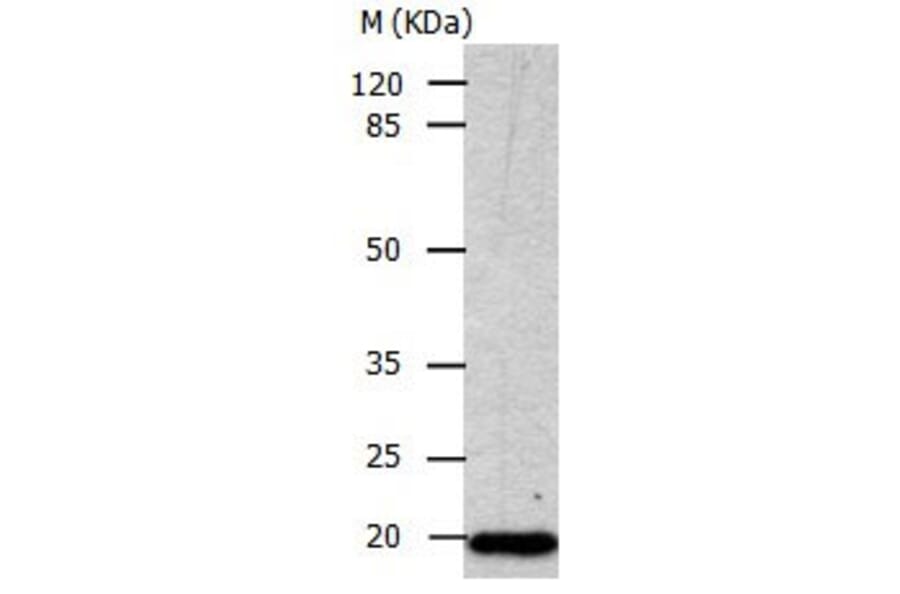 CDKN1A Antibody from Signalway Antibody (31014) - Antibodies.com