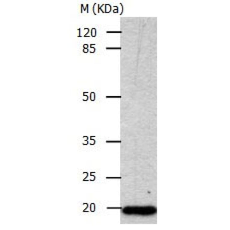 CDKN1A Antibody from Signalway Antibody (31014) - Antibodies.com