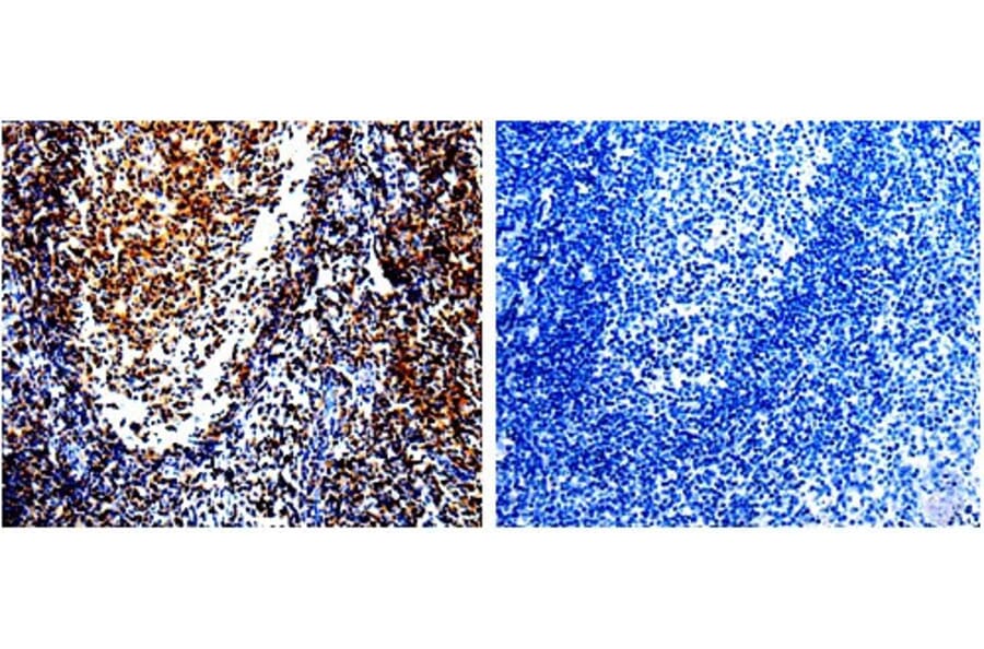 CDKN1A Antibody from Signalway Antibody (31014) - Antibodies.com