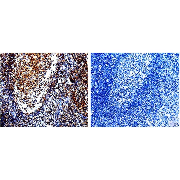 CDKN1A Antibody from Signalway Antibody (31014) - Antibodies.com