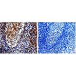 CDKN1A Antibody from Signalway Antibody (31014) - Antibodies.com