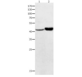 NFKBID Antibody from Signalway Antibody (31018) - Antibodies.com