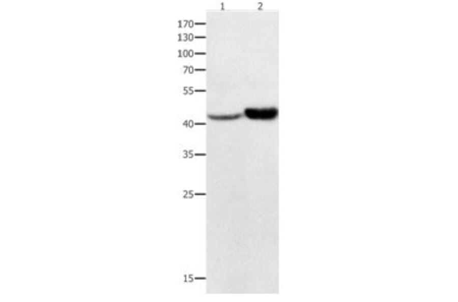 NFKBID Antibody from Signalway Antibody (31018) - Antibodies.com