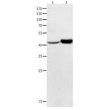 NFKBID Antibody from Signalway Antibody (31018) - Antibodies.com