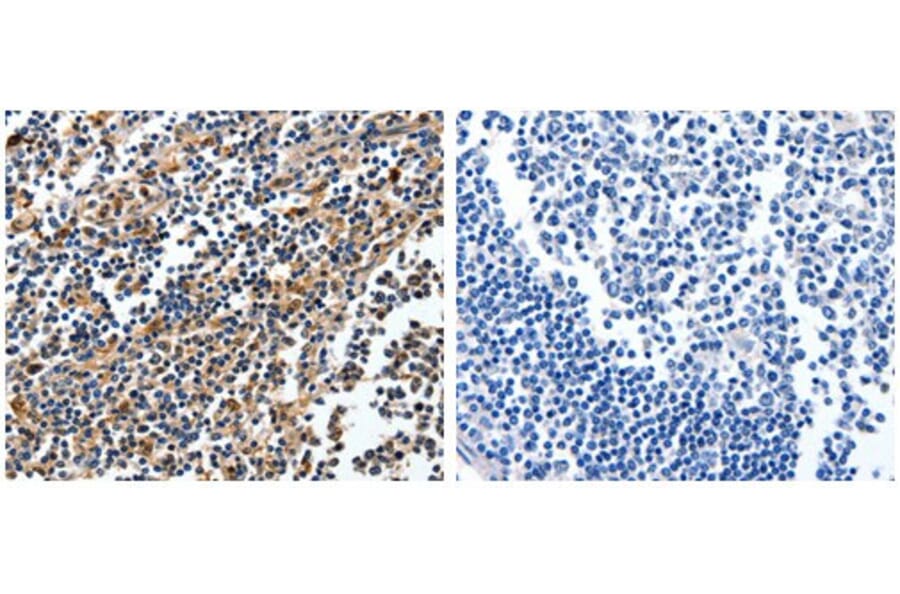 NFKBID Antibody from Signalway Antibody (31018) - Antibodies.com