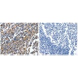 NFKBID Antibody from Signalway Antibody (31018) - Antibodies.com