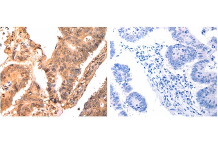 CAPNS1 Antibody from Signalway Antibody (31040) - Antibodies.com