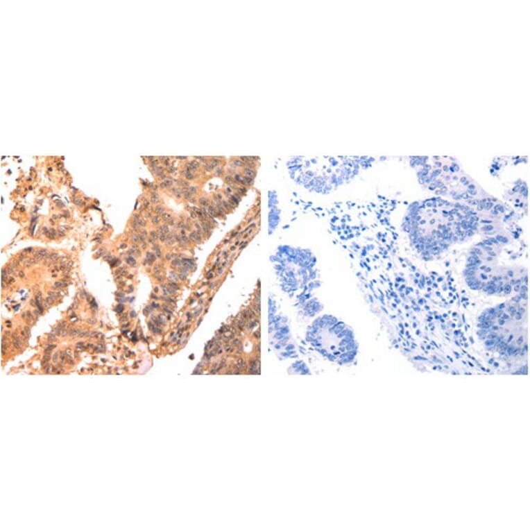 CAPNS1 Antibody from Signalway Antibody (31040) - Antibodies.com