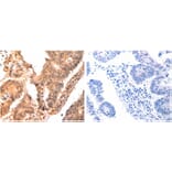 CAPNS1 Antibody from Signalway Antibody (31040) - Antibodies.com
