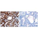 CLEC4D Antibody from Signalway Antibody (31059) - Antibodies.com