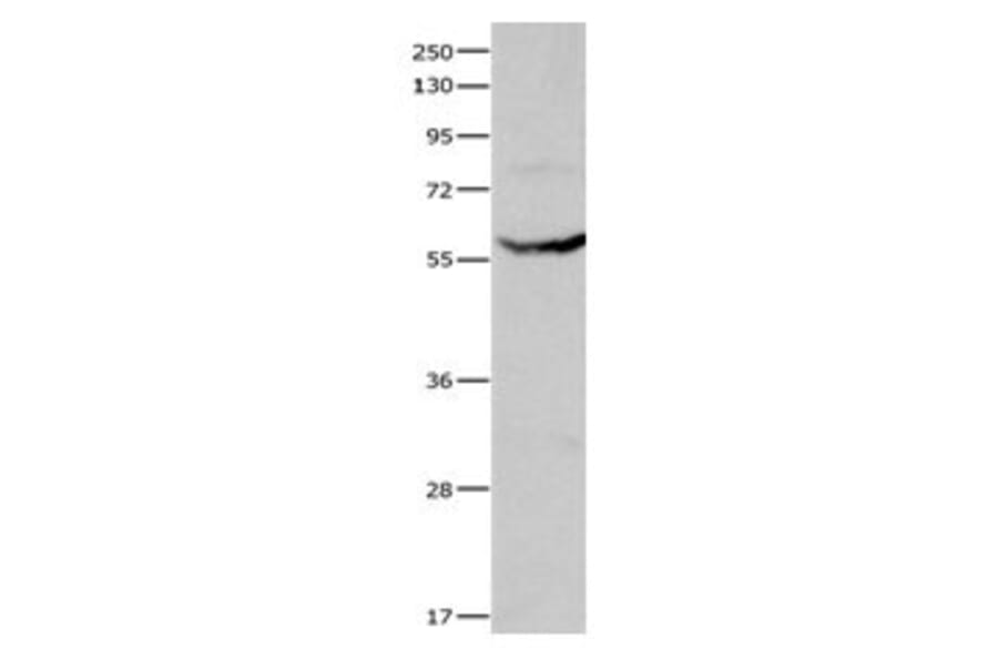 CYP1A1 Antibody from Signalway Antibody (31065) - Antibodies.com