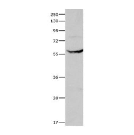 CYP1A1 Antibody from Signalway Antibody (31065) - Antibodies.com