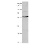 CYP1A1 Antibody from Signalway Antibody (31065) - Antibodies.com