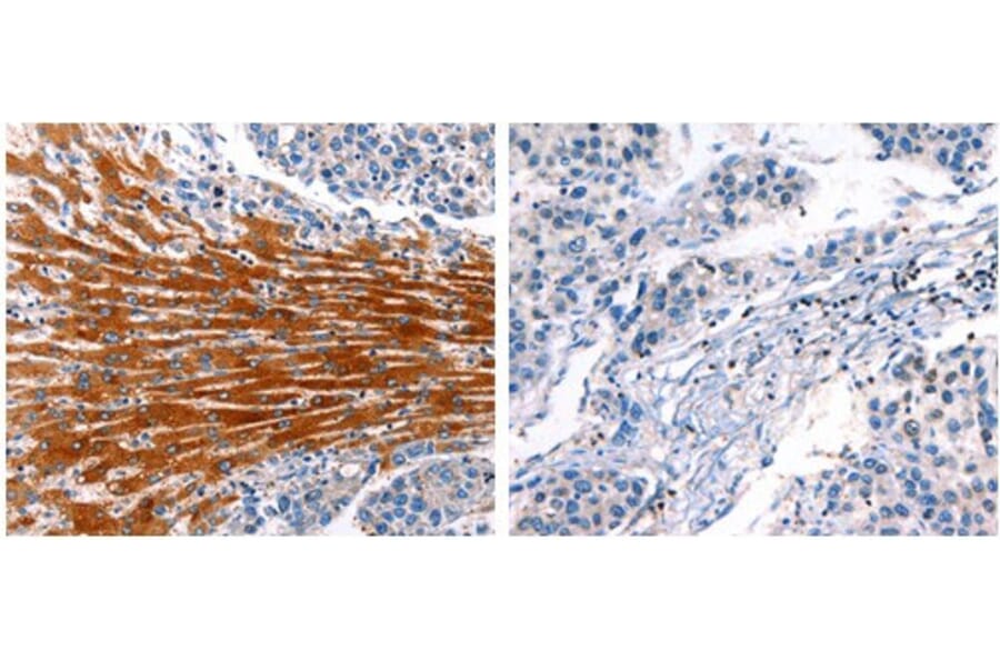 CYP1A1 Antibody from Signalway Antibody (31065) - Antibodies.com
