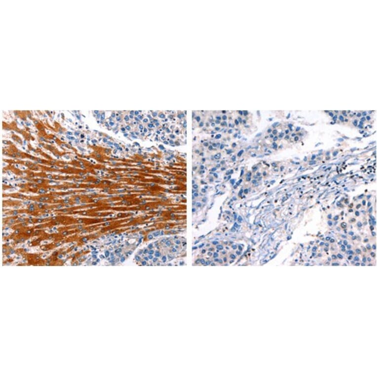 CYP1A1 Antibody from Signalway Antibody (31065) - Antibodies.com