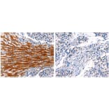 CYP1A1 Antibody from Signalway Antibody (31065) - Antibodies.com