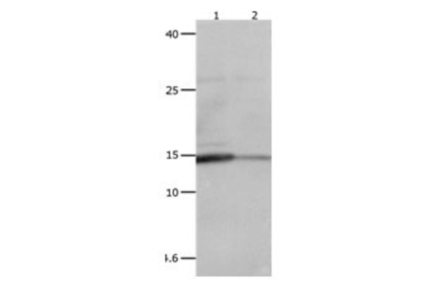 LGALS2 Antibody from Signalway Antibody (31075) - Antibodies.com