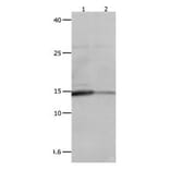 LGALS2 Antibody from Signalway Antibody (31075) - Antibodies.com