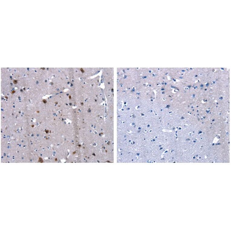 LGALS2 Antibody from Signalway Antibody (31075) - Antibodies.com