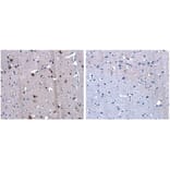 LGALS2 Antibody from Signalway Antibody (31075) - Antibodies.com