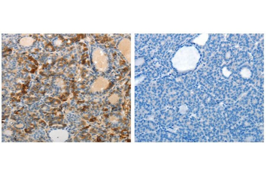 MAD2L1 Antibody from Signalway Antibody (31095) - Antibodies.com