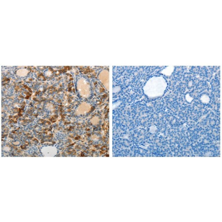 MAD2L1 Antibody from Signalway Antibody (31095) - Antibodies.com