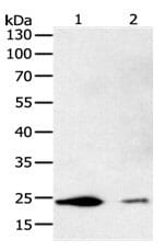 Gel: 10% SDS-PAGE Lane1: HT-29 cell lysate Lane2: K562 cell lysate. Lysates: 40 µg per lane. Primary antibody: 1/200 dilution. Secondary antibody: Goat anti Rabbit IgG - H&L (HRP) at 1/10000 dilution. Exposure time: 2 minutes