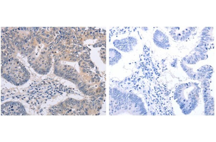 FBXO32 Antibody from Signalway Antibody (31096) - Antibodies.com