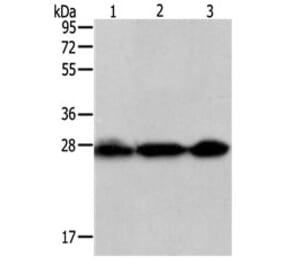 PDCD10 Antibody from Signalway Antibody (31110) - Antibodies.com