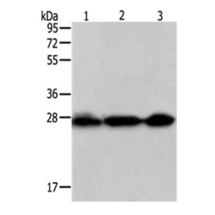 PDCD10 Antibody from Signalway Antibody (31110) - Antibodies.com