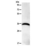 PPP1CB Antibody from Signalway Antibody (31114) - Antibodies.com