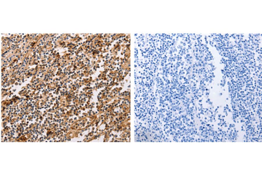 PPP1CB Antibody from Signalway Antibody (31114) - Antibodies.com
