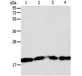 DIABLO Antibody from Signalway Antibody (31125) - Antibodies.com