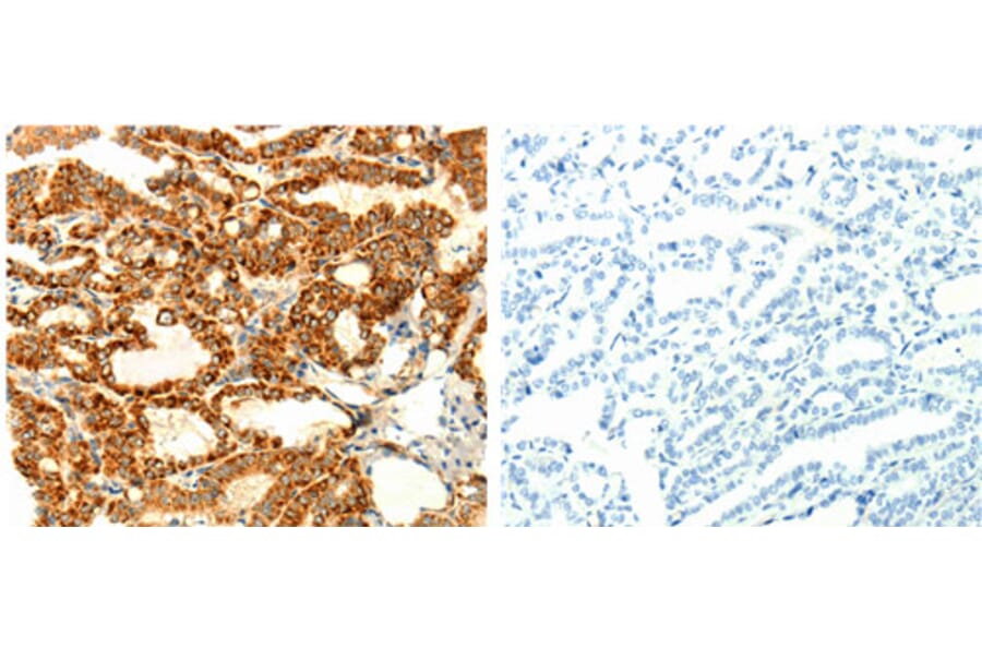 DIABLO Antibody from Signalway Antibody (31125) - Antibodies.com