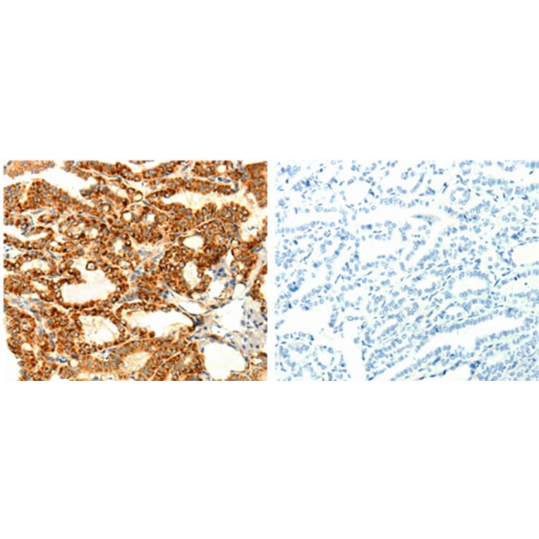 DIABLO Antibody from Signalway Antibody (31125) - Antibodies.com