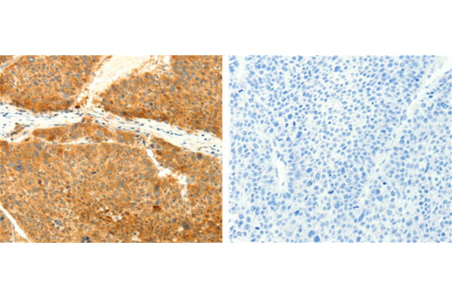 SNAP25 Antibody from Signalway Antibody (31127) - Antibodies.com