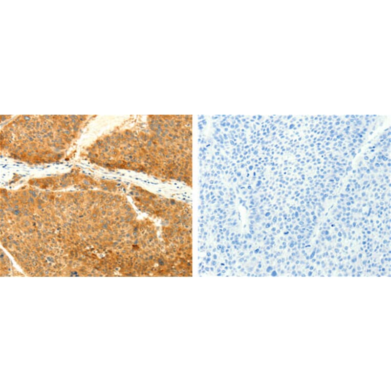 SNAP25 Antibody from Signalway Antibody (31127) - Antibodies.com