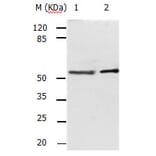 ACVR2A Antibody from Signalway Antibody (31159) - Antibodies.com