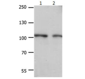EIF4G2 Antibody from Signalway Antibody (31184) - Antibodies.com