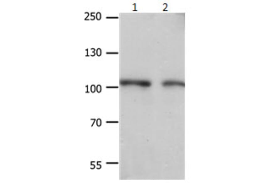 EIF4G2 Antibody from Signalway Antibody (31184) - Antibodies.com
