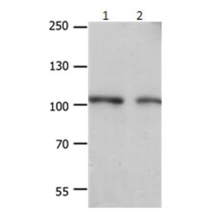 EIF4G2 Antibody from Signalway Antibody (31184) - Antibodies.com