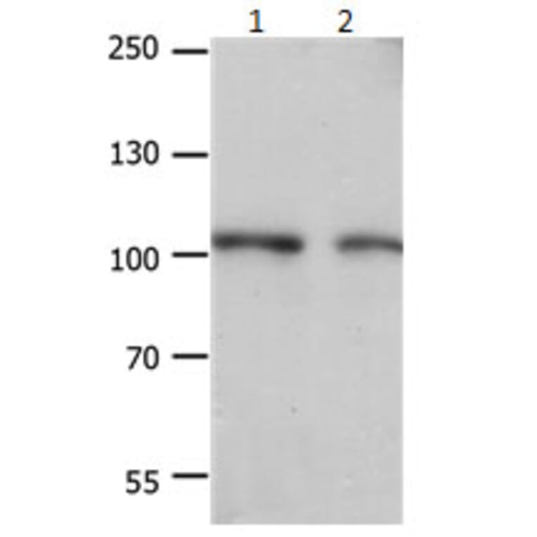 EIF4G2 Antibody from Signalway Antibody (31184) - Antibodies.com