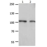 EIF4G2 Antibody from Signalway Antibody (31184) - Antibodies.com