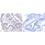 EIF4G2 Antibody from Signalway Antibody (31184) - Antibodies.com