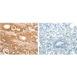 HOXA11 Antibody from Signalway Antibody (31221) - Antibodies.com