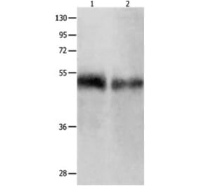BPIFB1 Antibody from Signalway Antibody (31229) - Antibodies.com