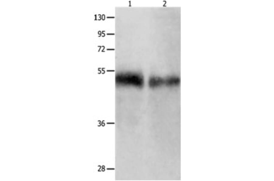 BPIFB1 Antibody from Signalway Antibody (31229) - Antibodies.com