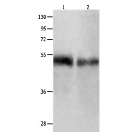 BPIFB1 Antibody from Signalway Antibody (31229) - Antibodies.com