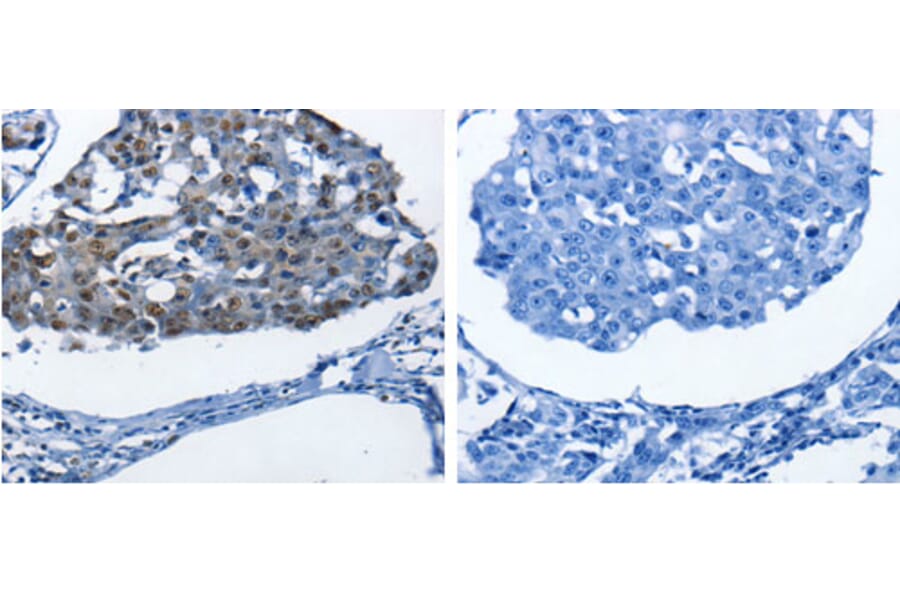 BPIFB1 Antibody from Signalway Antibody (31229) - Antibodies.com